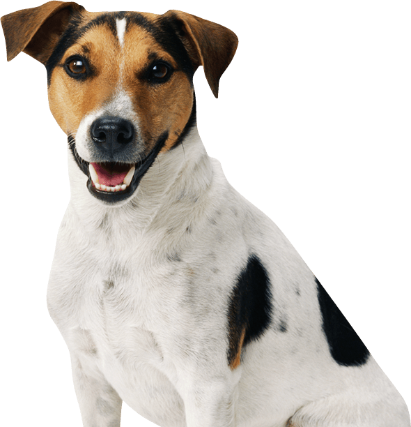 Cachorro Sorrindo